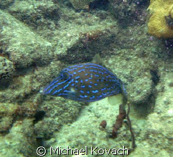 Scrawled filefish on the inside reef at Lauderdale by the... by Michael Kovach 